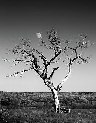 Mary Lee Photograph - Moon And Memory At Bosque Del Apache N M by Mary Lee Dereske