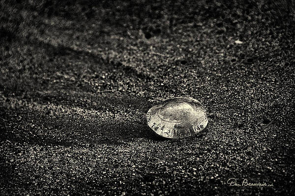 Abstract Photograph - Moon Jelly 6516 by Dan Beauvais