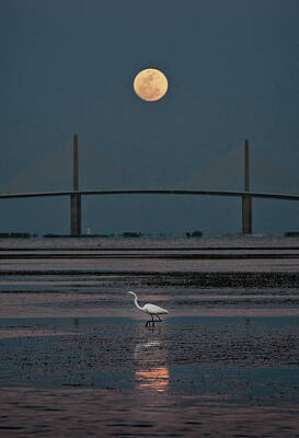Moonlit Bridge and Wading Egret Wall Art
