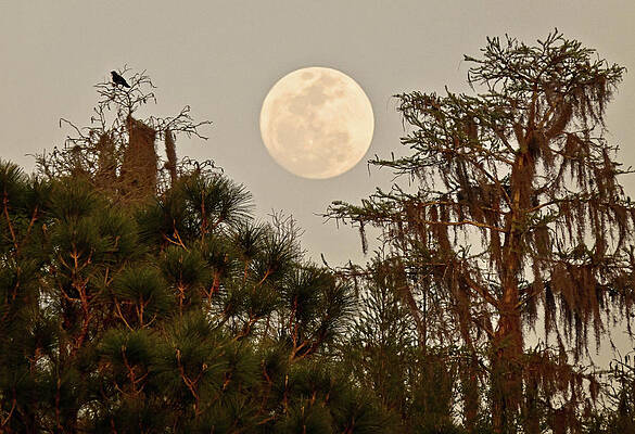 Bird Wall Art featuring the photograph Moonrise Over Southern Pines by Steven Sparks