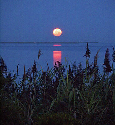 Photograph - Moonset by Robert Newman