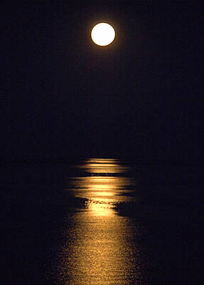 Reflection Photograph - Moonstruck by Robert Newman