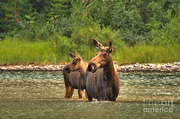 Wilderness Wall Art featuring the photograph Moose Family On The Lookout by Adam Jewell