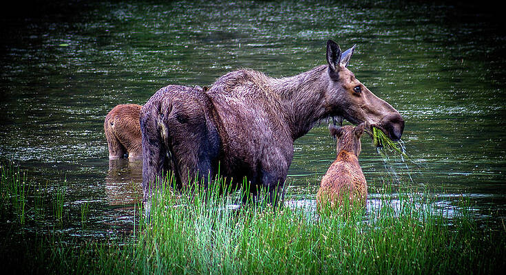 Wildlife Photograph - Moose Family by Thomas Nay