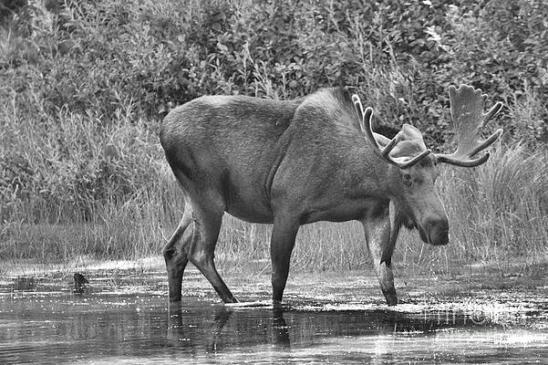 Wall Art featuring the photograph Moose In The Marsh Black And White by Adam Jewell