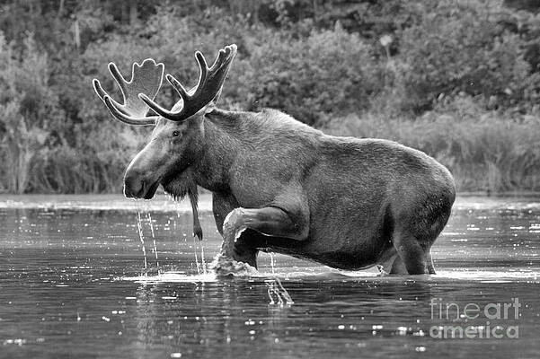 Wall Art featuring the photograph Moose Water Shuffle Black And White by Adam Jewell