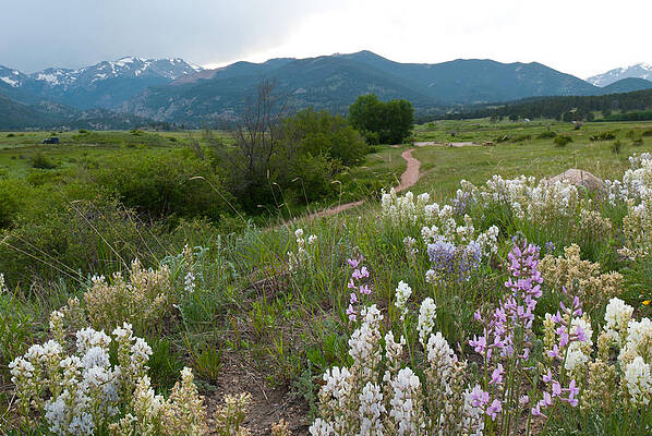 Rocky Mountain National Park Photograph - Moraine Park Landscape by Cascade Colors
