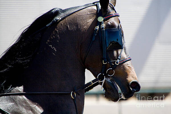 Horse Photograph - Morgan Horse Head by Waterdancer