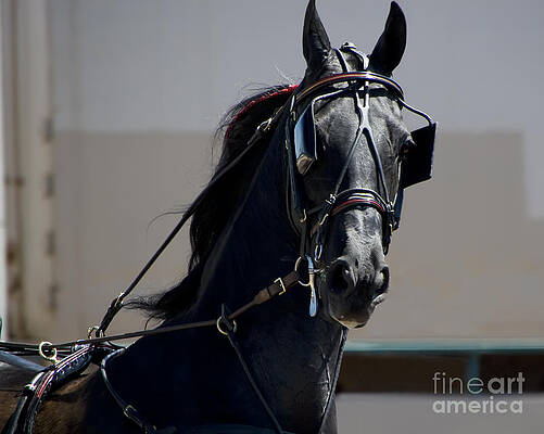 Horse Photograph - Morgan Horse by Waterdancer