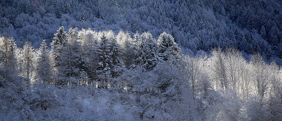 Wall Art featuring the photograph Morning After The Snow by Alberto Audisio