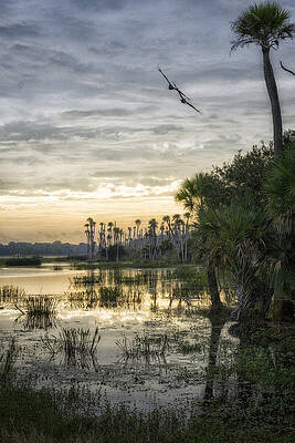 Florida Wall Art featuring the photograph Morning Fly-by by Ghostwinds Photography