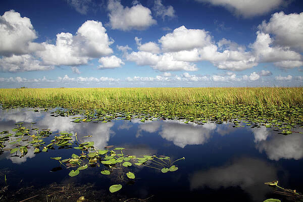 Florida Wall Art featuring the photograph Morning In The Everglades by Alberto Audisio
