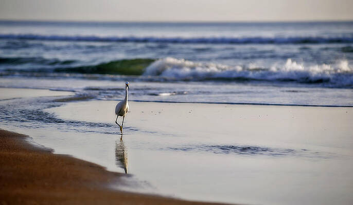 Serene Stroll on Sandy Shore Wall Art