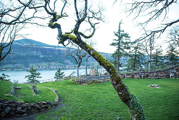 Spring Photograph - Mossy Oak In Early Spring by Tom Cochran