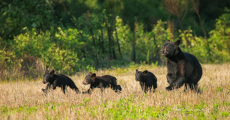 Wildlife Photograph - Mother Black Bear And Three Cubs 7006 by Dan Beauvais