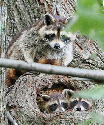 Photograph - Mother Is Watching by Gina Fitzhugh