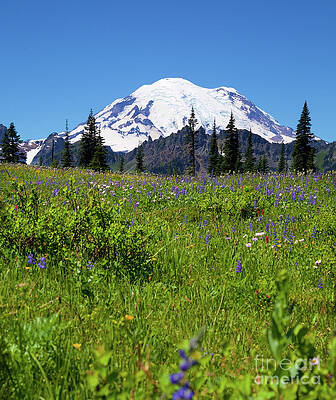 Summer Photograph - Mount Rainier During The Wildflower Season by Bruce Block