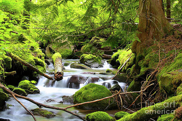 Oregon Photograph - Mountain Stream In The Pacific Northwest by Bruce Block