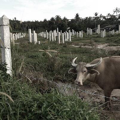 Wall Art featuring the photograph Mourning In The Palm-Tree Graveyard by Steven Robiner