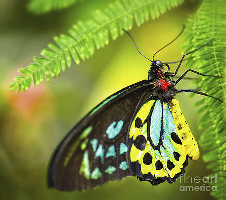 Wall Art featuring the photograph Mr. Richmond Birdwing by Mary Lou Chmura
