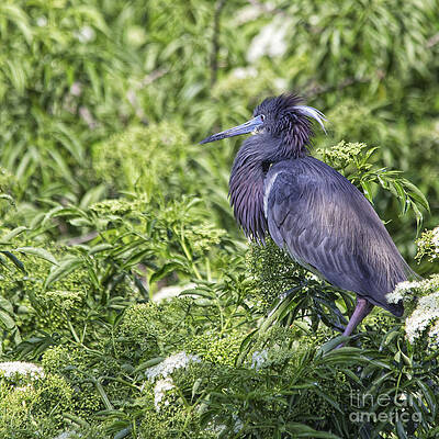 Wall Art featuring the photograph Mr. Three Shades Of Blue by Mary Lou Chmura