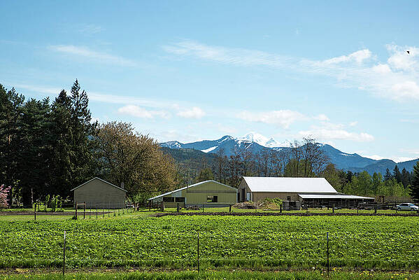 May Photograph - Mt Baker In The East by Tom Cochran