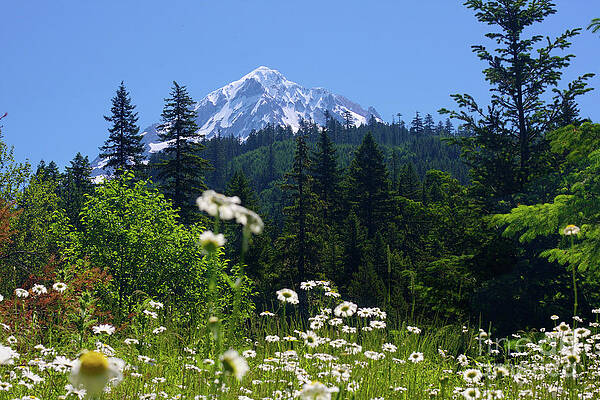 Summer Photograph - Mt Hood And Wildflowers by Bruce Block