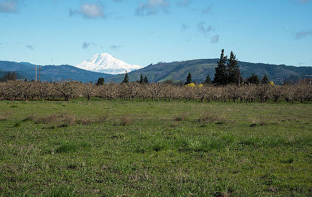 Oregon Wall Art featuring the photograph Mt Hood Looming by Tom Cochran