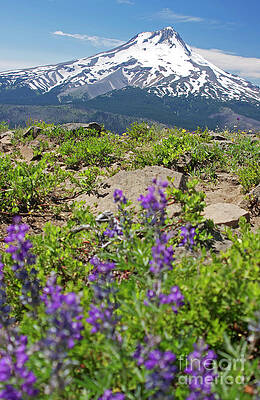 Summer Photograph - Mt Hood With Lupine In The Foreground by Bruce Block