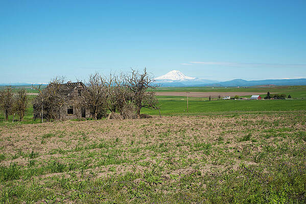 May Photograph - Mt St. Helens And Old House by Tom Cochran