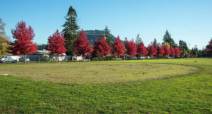 Fall Wall Art featuring the photograph Mt Vernon Crimson Maples by Tom Cochran