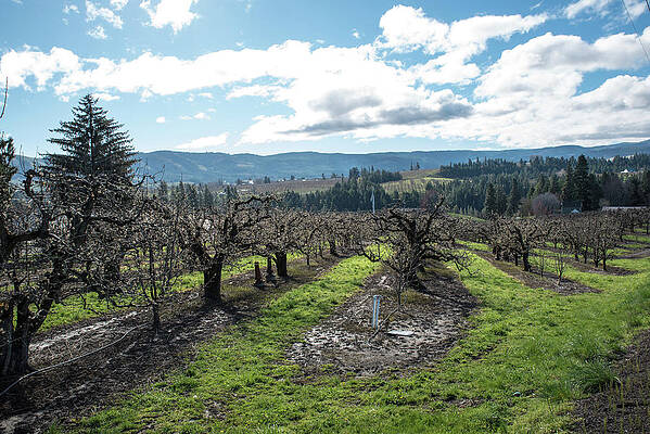 Oregon Wall Art featuring the photograph Muddy Orchard In Hood River by Tom Cochran