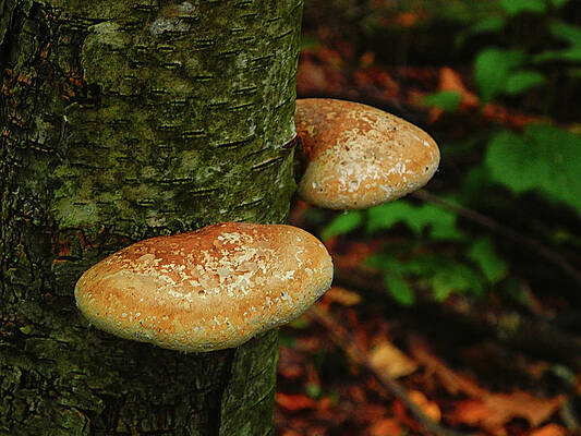 Wall Art featuring the photograph Mushroom Pair by Raymond Salani III