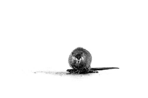 Missouri Wall Art featuring the photograph Muskrat On Ice by Jeff Phillippi