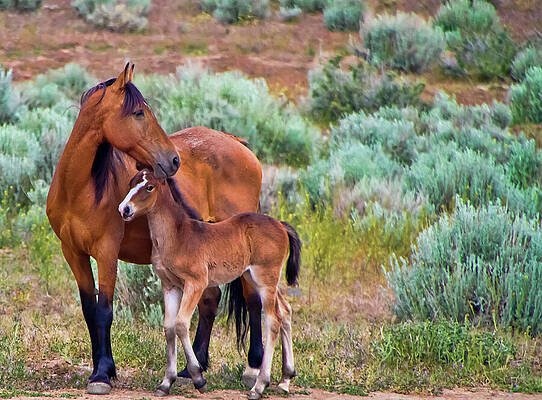 Wild Photograph - Mustang Horse And Foal by Waterdancer