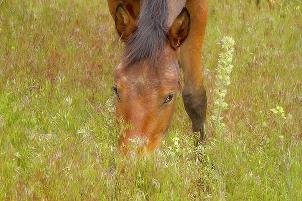 Horse Photograph - Wild Horse Grazing In Tall Green Grass by Waterdancer