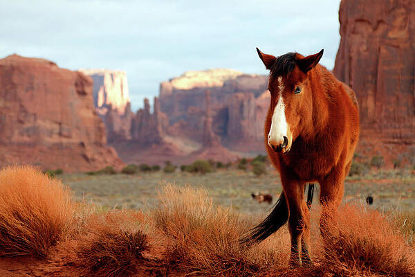 Desert Photograph - Mustang by Nicholas Blackwell