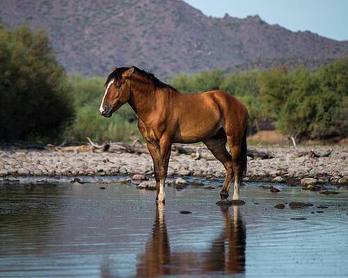Nature Photograph - My Home by American Landscapes