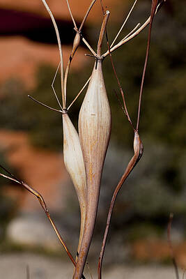 Nature Wall Art featuring the photograph Mysterious by Kelley King
