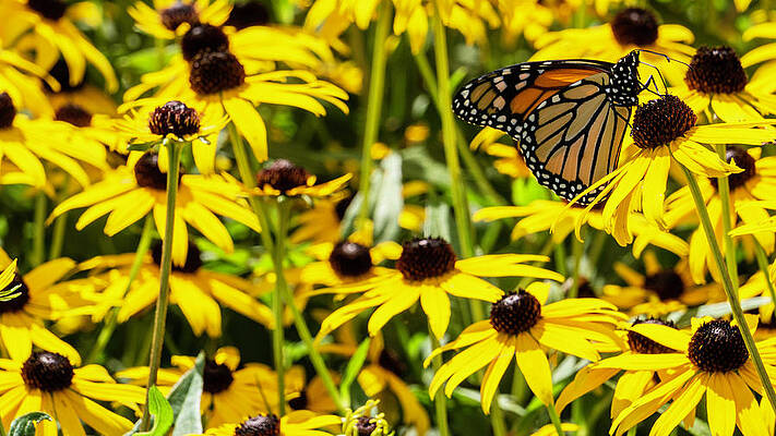 Natural Photograph - Monarch Butterfly On Yellow Flowers by Jason Fink