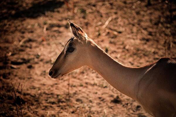 Wildlife Wall Art featuring the photograph Natural Beauty by Robert Grac