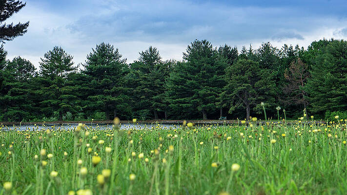 Natural Photograph - Evergreen Lake - A Groundhog View by Jason Fink