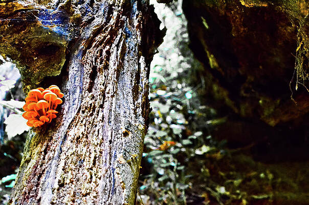 Tree Wall Art featuring the photograph Nature's Beauty by La Dolce Vita