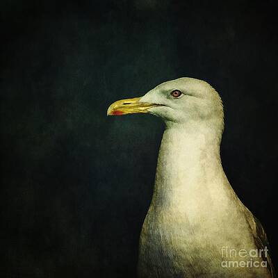Seagull with Intense Gaze Wall Art
