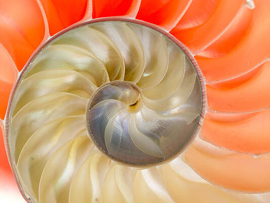 Abstract Photograph - Nautilus Beauty by Jean Noren