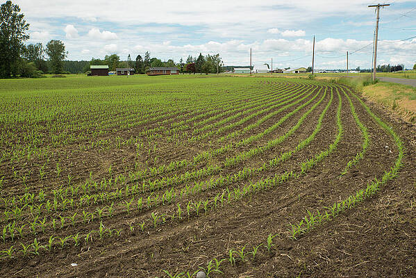 Landscape Photograph - New Corn In Everson by Tom Cochran