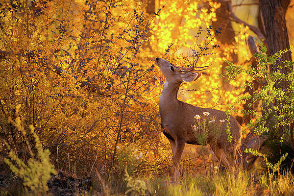 Wall Art featuring the photograph New Mexico Buck Browsing by Jeff Phillippi