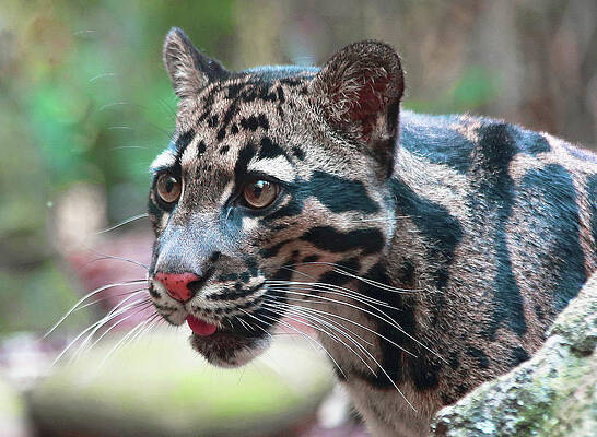 Photograph - Niran by Gina Fitzhugh