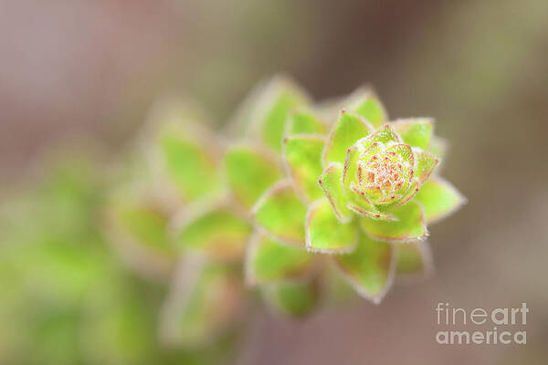 Wall Art featuring the photograph Nodding Pinweed I by Clarence Holmes