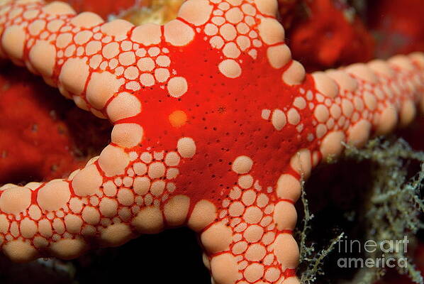 Close Up Photograph - Noduled Sea Star by Sami Sarkis Photography